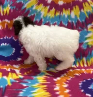 Molly CKC, a female Poodle - Toy  for sale in Bedford, IN – 2 of 6