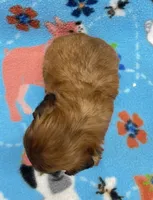 Lainey CKC , a female Shihpoo for sale in Bedford, IN – 4 of 7