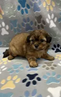 Rilee CKC, a female Shihpoo for sale in Bedford, IN – 4 of 5