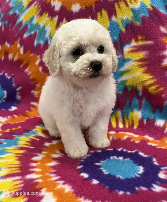 Jeanie CKC – Poochon puppy for sale in Bedford, IN