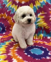 Jeanie CKC, a female Poochon for sale in Bedford, IN – 1 of 6