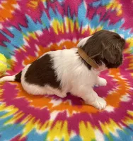 Elsa CKC, a female Shih Tzu for sale in Bedford, IN – 7 of 7