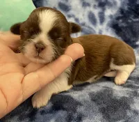 Gigi CKC , a female Shih Tzu for sale in Bedford, IN – Photo 4 of 7