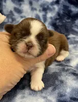 Gigi CKC , a female Shih Tzu for sale in Bedford, IN – Photo 3 of 7