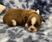 Gigi CKC , a female Shih Tzu for sale in Bedford, IN – Photo 2 of 7