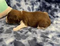 Gigi CKC , a female Shih Tzu for sale in Bedford, IN – Photo 7 of 7