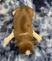 Gigi CKC , a female Shih Tzu for sale in Bedford, IN – Photo 5 of 7