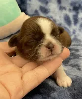 Gigi CKC , a female Shih Tzu for sale in Bedford, IN – Photo 1 of 7
