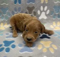 Cosmo mini, a male Miniature Goldendoodle for sale in Bedford, IN – Photo 1 of 7