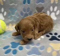 Cosmo mini, a male Miniature Goldendoodle for sale in Bedford, IN – Photo 2 of 7
