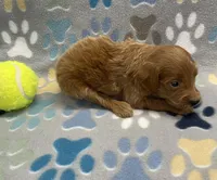 Cosmo mini, a male Miniature Goldendoodle for sale in Bedford, IN – Photo 5 of 7