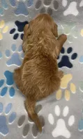 Cosmo mini, a male Miniature Goldendoodle for sale in Bedford, IN – Photo 4 of 7
