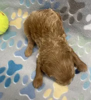 Cosmo mini, a male Miniature Goldendoodle for sale in Bedford, IN – Photo 7 of 7