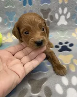 Cosmo mini, a male Miniature Goldendoodle for sale in Bedford, IN – Photo 3 of 7