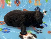 Lola CKC, a female Shihpoo for sale in Bedford, IN – 3 of 6