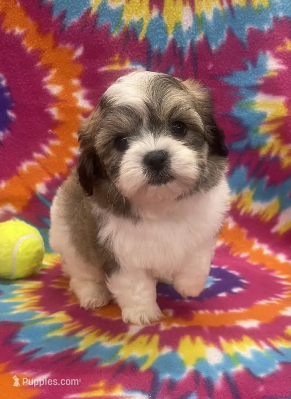 Peanut CKC – Shichon puppy for sale in Bedford, IN