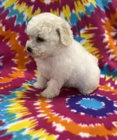 Jeanie CKC, a female Poochon for sale in Bedford, IN – 3 of 6
