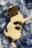 Buzz CKC, a male Shih Tzu for sale in Bedford, IN – Photo 7 of 7