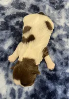 Buzz CKC, a male Shih Tzu for sale in Bedford, IN – Photo 6 of 7