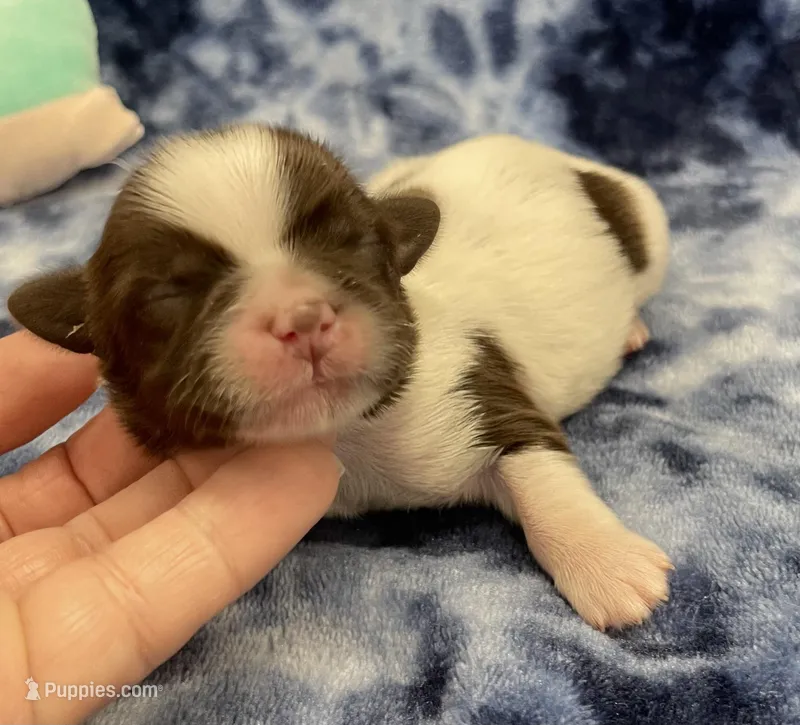 Buzz CKC – Shih Tzu puppy for sale in Bedford, IN