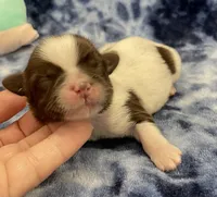 Buzz CKC, a male Shih Tzu for sale in Bedford, IN – Photo 1 of 7