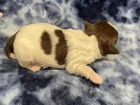 Buzz CKC, a male Shih Tzu for sale in Bedford, IN – Photo 4 of 7