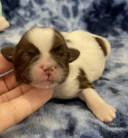Buzz CKC, a male Shih Tzu for sale in Bedford, IN – Photo 2 of 7