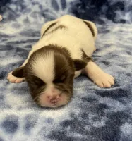 Buzz CKC, a male Shih Tzu for sale in Bedford, IN – Photo 3 of 7