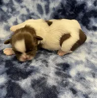 Buzz CKC, a male Shih Tzu for sale in Bedford, IN – Photo 5 of 7