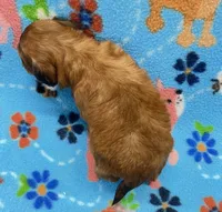 Lainey CKC , a female Shihpoo for sale in Bedford, IN – 6 of 7
