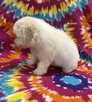 Jeanie CKC, a female Poochon for sale in Bedford, IN – 6 of 6