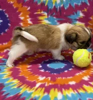 Otto CKC, a male Shih Tzu for sale in Bedford, IN – 4 of 6