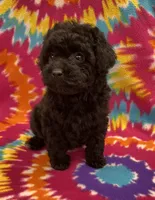 Gigi CKC, a female Poodle - Toy  for sale in Bedford, IN – 4 of 6