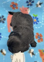 Scout CKC, a male Shihpoo for sale in Bedford, IN – 6 of 6