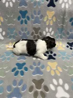 Foxy CKC, a female Shih Tzu for sale in Bedford, IN – Photo 8 of 8