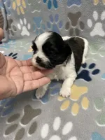 Foxy CKC, a female Shih Tzu for sale in Bedford, IN – Photo 4 of 8