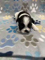 Foxy CKC, a female Shih Tzu for sale in Bedford, IN – Photo 5 of 8