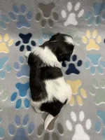 Foxy CKC, a female Shih Tzu for sale in Bedford, IN – Photo 6 of 8