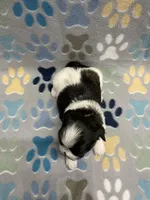 Foxy CKC, a female Shih Tzu for sale in Bedford, IN – Photo 2 of 8