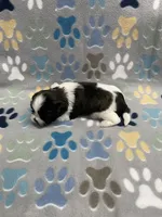 Foxy CKC, a female Shih Tzu for sale in Bedford, IN – Photo 7 of 8