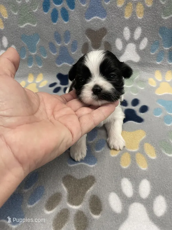 Foxy CKC – Shih Tzu puppy for sale in Bedford, IN