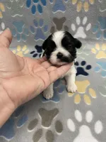 Foxy CKC, a female Shih Tzu for sale in Bedford, IN – Photo 1 of 8