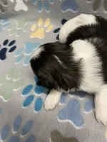 Foxy CKC, a female Shih Tzu for sale in Bedford, IN – Photo 3 of 8