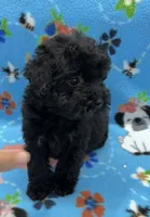 Baxter CKC , a female Poodle - Toy  for sale in Bedford, IN – 2 of 3