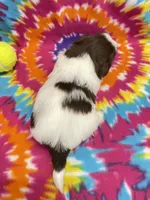 Buzz CKC, a male Shih Tzu for sale in Bedford, IN – 6 of 6