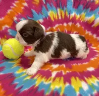 Bean CKC, a female Shih Tzu for sale in Bedford, IN – 7 of 8