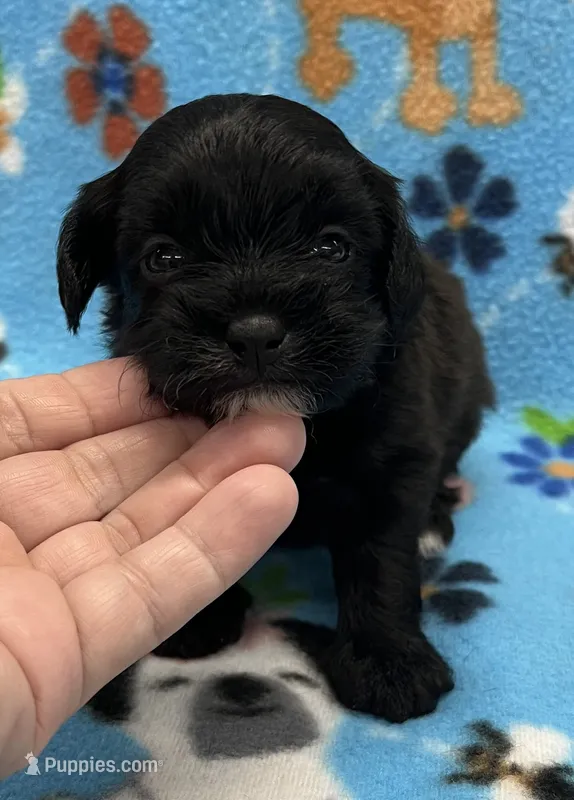 Lola CKC – Shihpoo puppy for sale in Bedford, IN