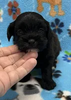 Lola CKC, a female Shihpoo for sale in Bedford, IN – 1 of 6