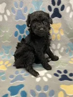 Gigi, a female Poodle - Miniature  for sale in Bedford, IN – 2 of 2
