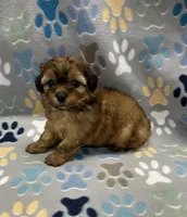 Rilee CKC, a female Shihpoo for sale in Bedford, IN – 2 of 5